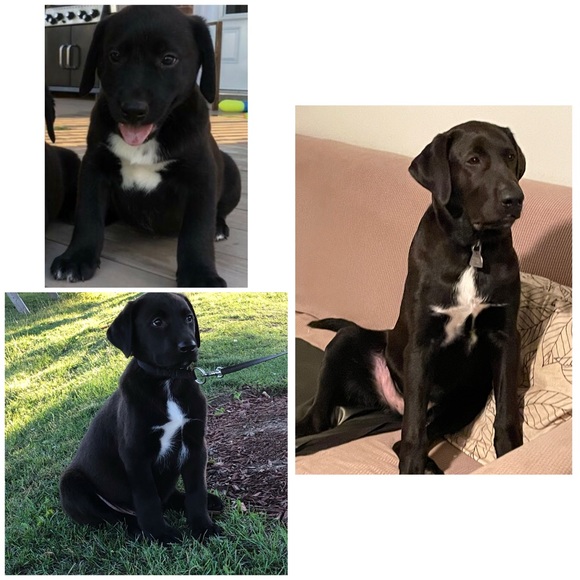 Meet your Posher, Susan - Picture 3 of 5